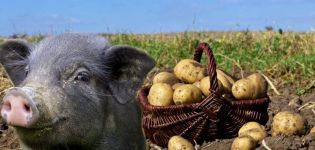 How to give raw potatoes to pigs and is it possible