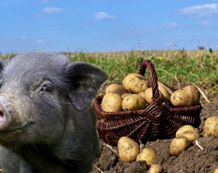 How to properly give raw potatoes to pigs and is it possible