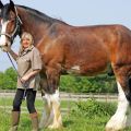 Descriptions of the largest horse breeds and famous record holders for height and weight