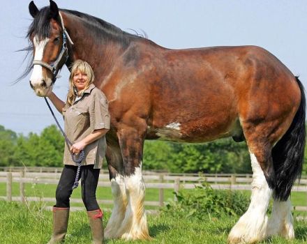 Descriptions of the largest horse breeds and famous record holders for height and weight