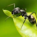 Que faire si les fourmis mangent du chou, comment s'en débarrasser