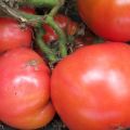 Characteristics and description of the tomato variety Sugar Bison or the Leader of the Redskins, its yield