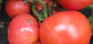 Characteristics and description of the tomato variety Sugar Bison or the Leader of the Redskins, its yield