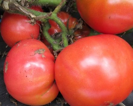 Caractéristiques et description de la variété de tomate Sugar Bison ou Leader of the Redskins, son rendement