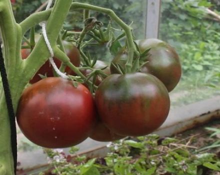 Swarthy handsome man with a bright taste Gypsy tomato