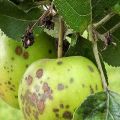 How to treat an apple tree in summer and spring from pests and diseases, folk recipes and chemicals