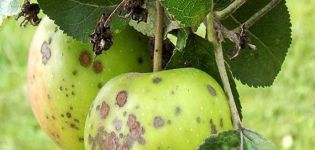 How to treat an apple tree in summer and spring from pests and diseases, folk recipes and chemicals