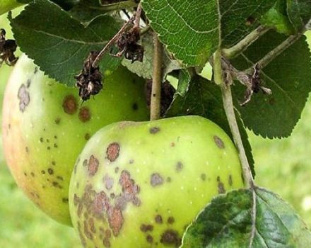 Comment traiter un pommier en été et au printemps contre les ravageurs et les maladies, les recettes folkloriques et les produits chimiques