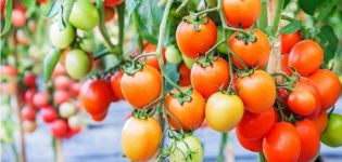 Description and characteristics of the tomato variety Chelyabinsk meteorite