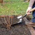 Cuándo y cómo plantar grosellas correctamente para una buena cosecha