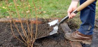 Quand et comment planter correctement les groseilles pour une bonne récolte