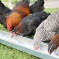 Descriptions of chicken breeds of meat and egg direction for breeding at home