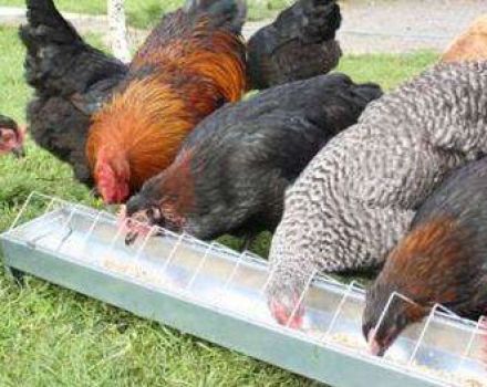 Penerangan mengenai keturunan daging ayam dan arah telur untuk pembiakan di rumah