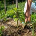 Geriausių saldžiųjų paprikų veislių aprašymas ir savybės