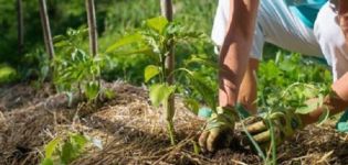 Paglalarawan at mga katangian ng pinakamahusay na mga varieties ng matamis na sili