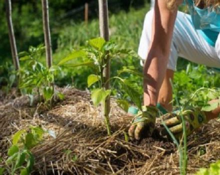 Geriausių saldžiųjų paprikų veislių aprašymas ir savybės