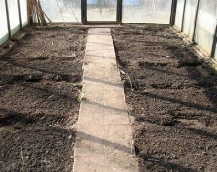 How to prepare the soil in a greenhouse for tomatoes in spring