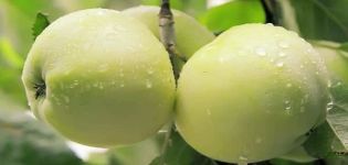 Characteristics and description of the Yung apple tree variety (Snow White), gardeners reviews