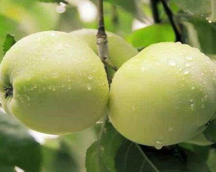 Characteristics and description of the Yung apple tree variety (Snow White), gardeners reviews