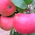 Description, characteristics and varieties of Arkad apple trees, rules for growing and care