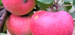 Description, characteristics and varieties of Arkad apple trees, rules of growing and care