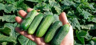 Description of the best cold-resistant varieties of cucumbers