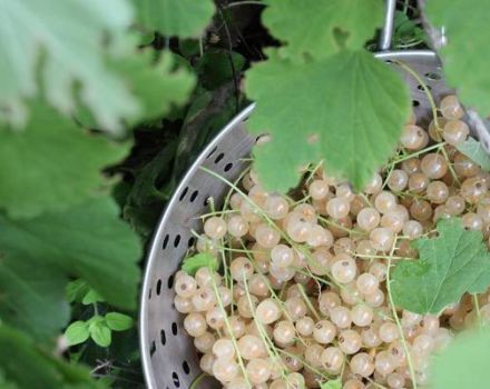 2 paprasti receptai, kaip gaminti baltųjų serbentų uogienę žiemai