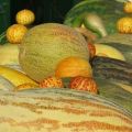 Description of varieties of melons with names, what varieties are