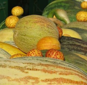 Descripción de variedades de melones con nombres, qué variedades son.