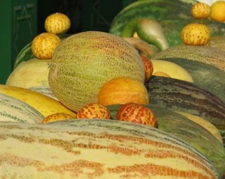 Descripción de variedades de melones con nombres, qué variedades son.