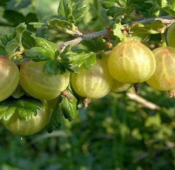 Descripción de las grosellas de Rodnik, reglas de plantación y cuidado.