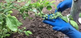 Los mejores fertilizantes minerales y orgánicos para arándanos, como y que alimentar.