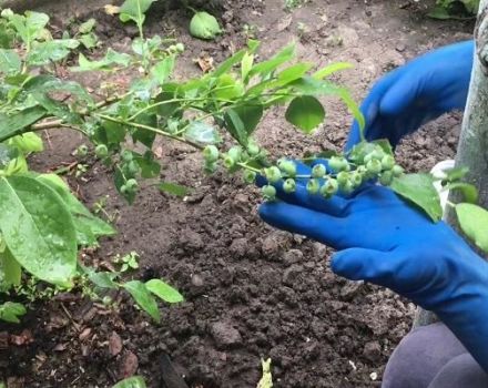 Los mejores fertilizantes minerales y orgánicos para arándanos, como y que alimentar.