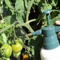 Le mieux pour traiter les tomates de l'oïdium