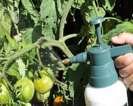 The better to process tomatoes from powdery mildew