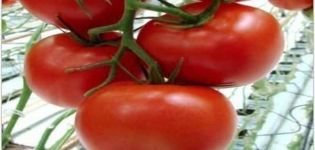 Características de la variedad de tomate Melody F1 y su rendimiento