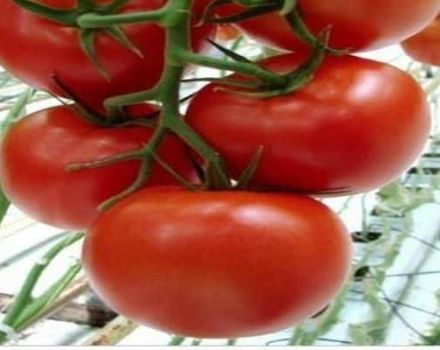 Characteristics of the tomato variety Melody F1 and its yield