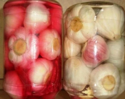 Recipe for step-by-step cooking of pickled garlic in Georgian for the winter