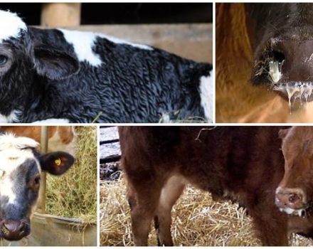 Description and symptoms of diseases of calves, their treatment at home