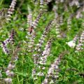 Descripción de la variedad de menta espiga (jardín), características de cultivo y cuidado.