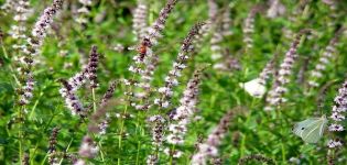 Description de la variété de menthe à épi (jardin), caractéristiques de culture et d'entretien