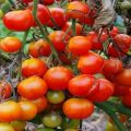 Description de la variété de tomate Ma joie, caractéristiques de la culture et des soins