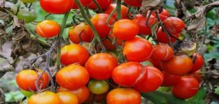 Description de la variété de tomate Ma joie, caractéristiques de la culture et des soins