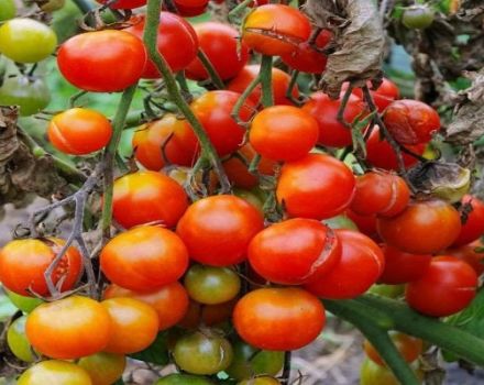 Descripción de la variedad de tomate My joy, características de cultivo y cuidado.