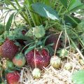 Description et caractéristiques de la variété de fraises Feux d'artifice, culture et entretien