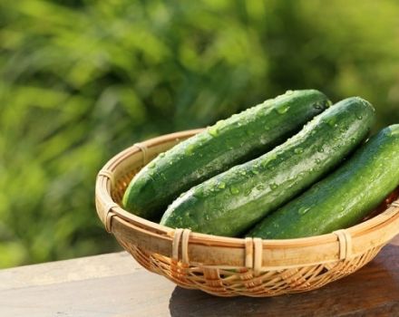 Descripción de la variedad de pepino Atlet, características de cultivo y cuidado.