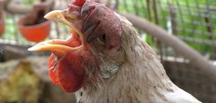 Quels sont les symptômes des poulets qui éternuent et comment les traiter à la maison