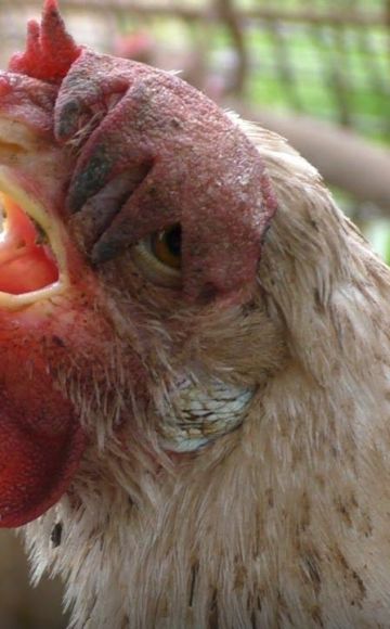 Quels sont les symptômes des poulets qui éternuent et comment les traiter à la maison