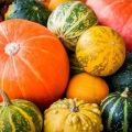 Descripción de variedades de calabaza ornamental, su cultivo y uso.