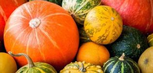 Descripción de variedades de calabaza ornamental, su cultivo y uso.